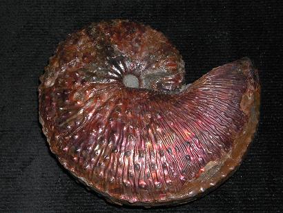 ディスコスカフィテス　アンモナイト　化石 Discoscaphites gulosus ディスコスカフィテス・グロッサス